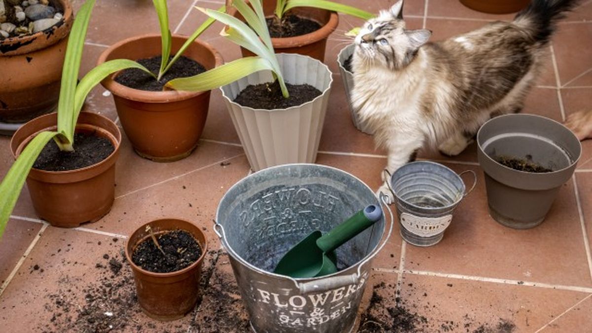 como limpiar las macetas facilmente