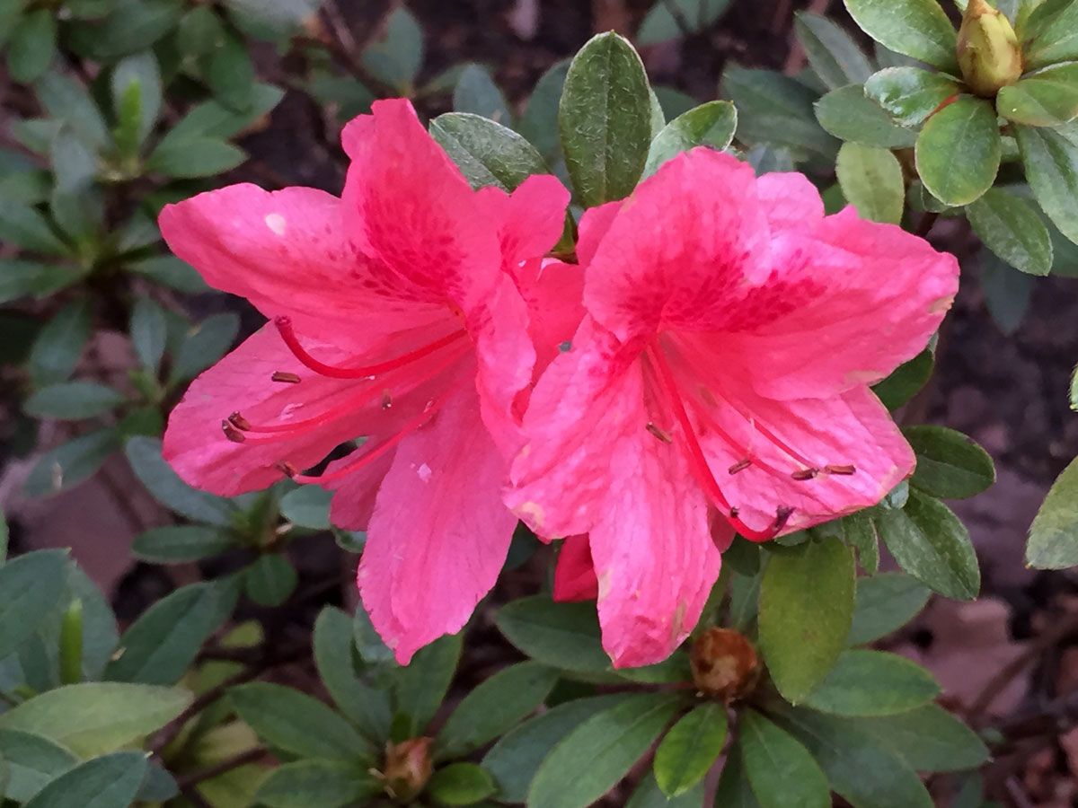 como reproducir azaleas cuidados