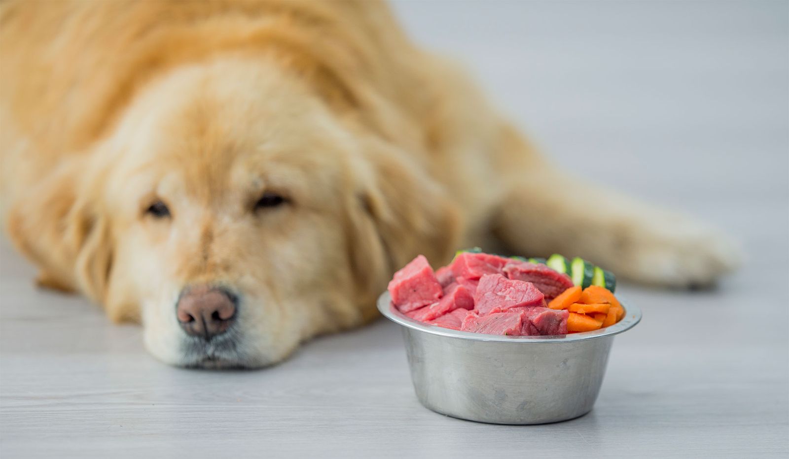 perros salud articular alimentos perros salud articular alimentos