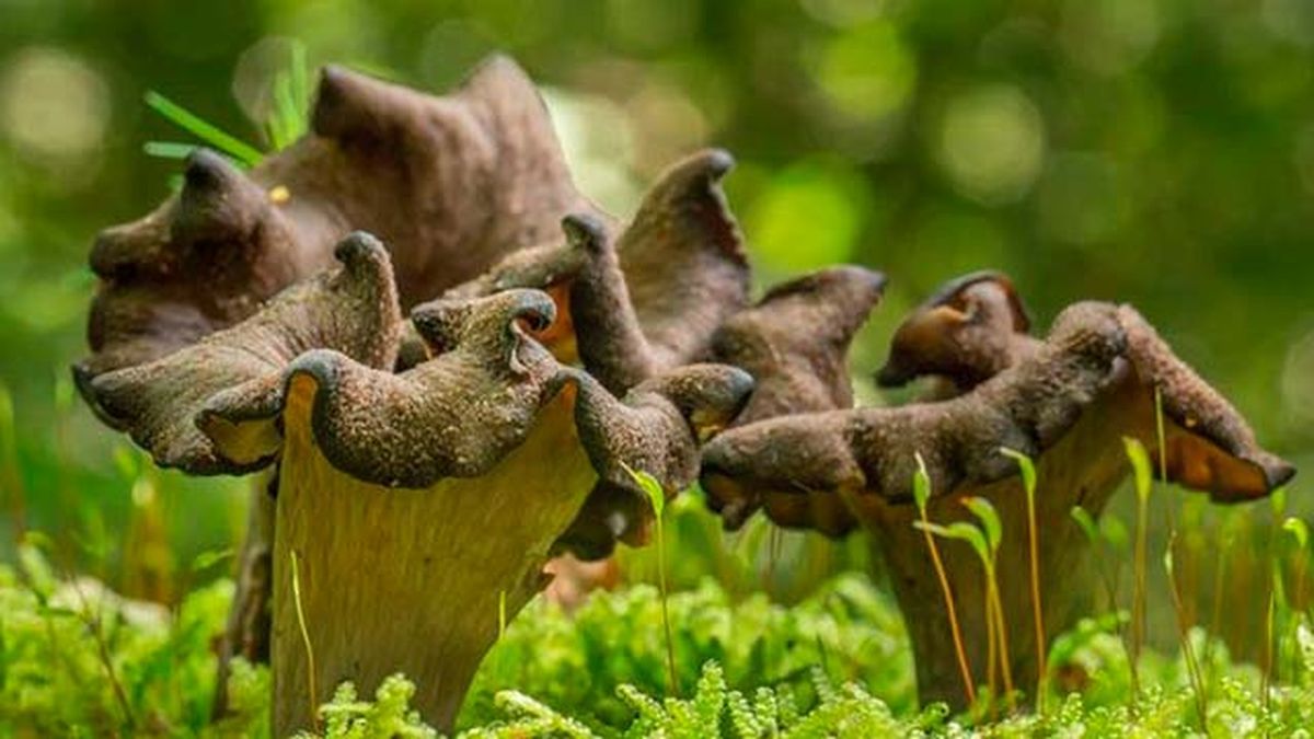 setas comestibles trompeta muerte