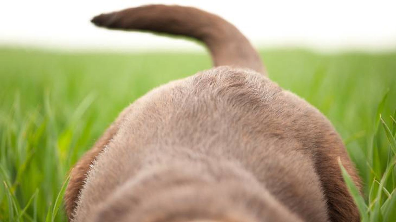 La cola de un perro cachorro La cola de un perro cachorro