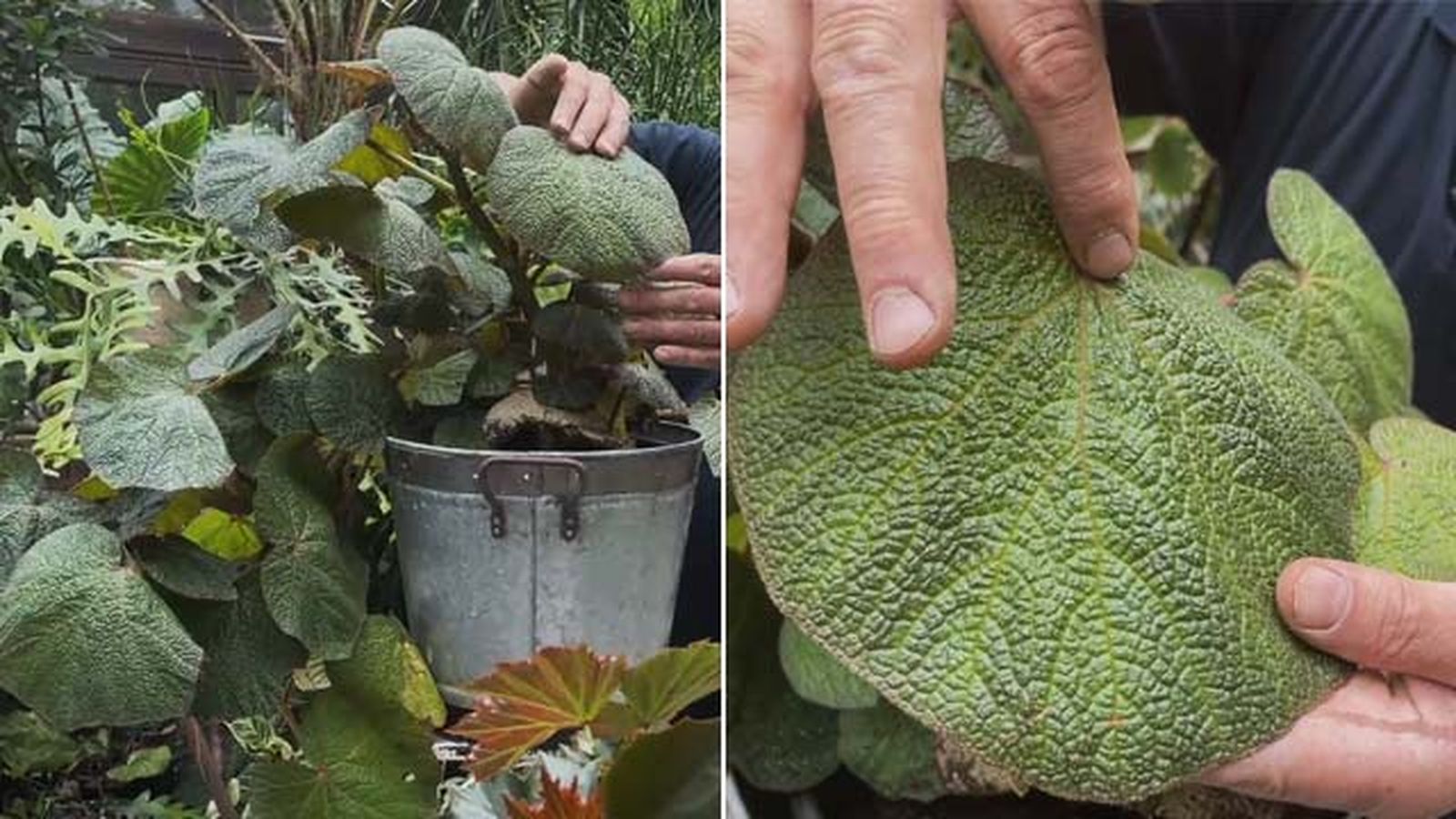 begonia boomer coleccion de inigo segurola jardinatis begonia boomer coleccion de inigo segurola jardinatis