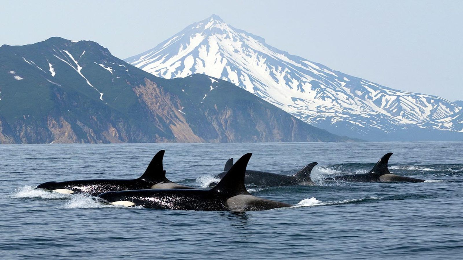 curiosidades de las orcas