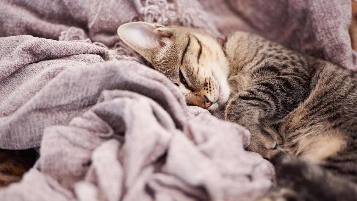 gatos invierno consejos prevenir frio 5