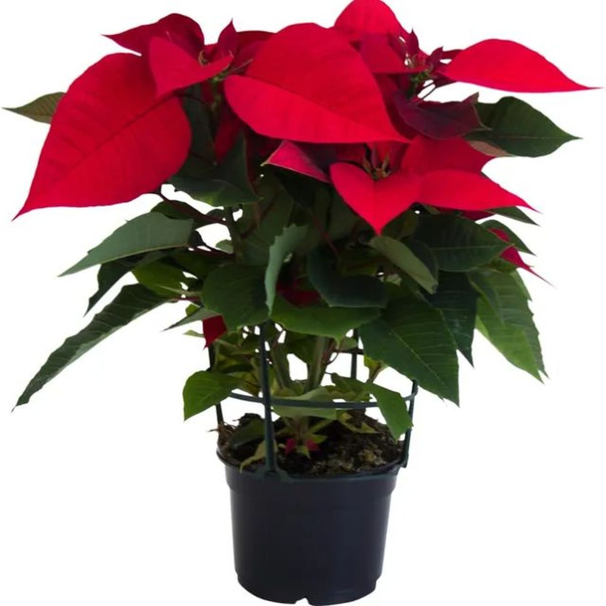 flor de pascua leroy merlin