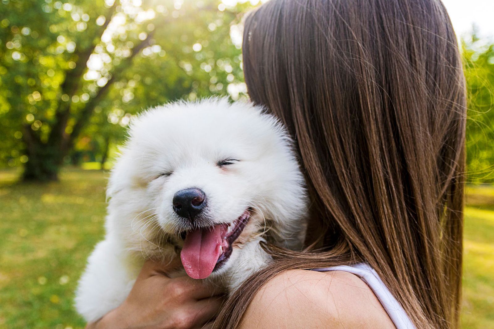 samoyedo perro sonriente samoyedo perro sonriente