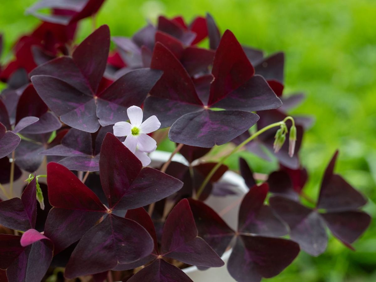 Planta mariposa u Oxalis Triangularis.
