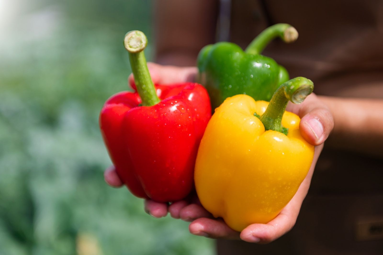 Existe un gran debate sobre si el pimiento es una fruta o verdura.