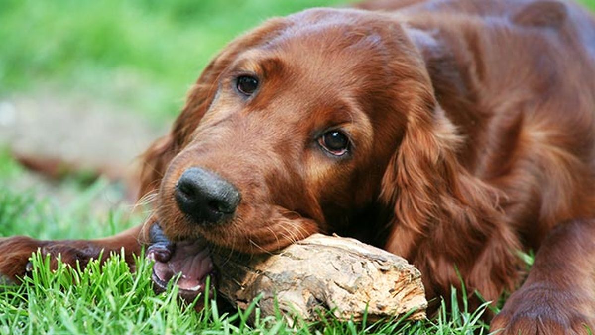 setter irlandes jugando