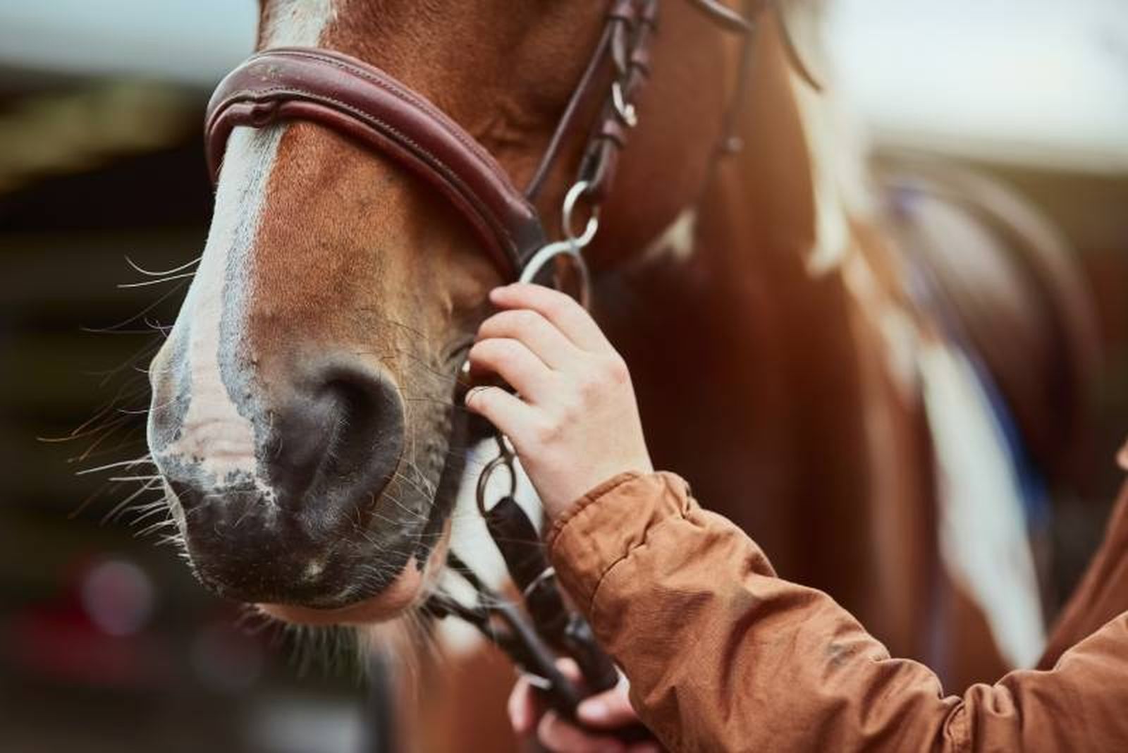 Los caballos de finca van a necesitar que les precises de una serie de cuidados. Los caballos de finca van a necesitar que les precises de una serie de cuidados.