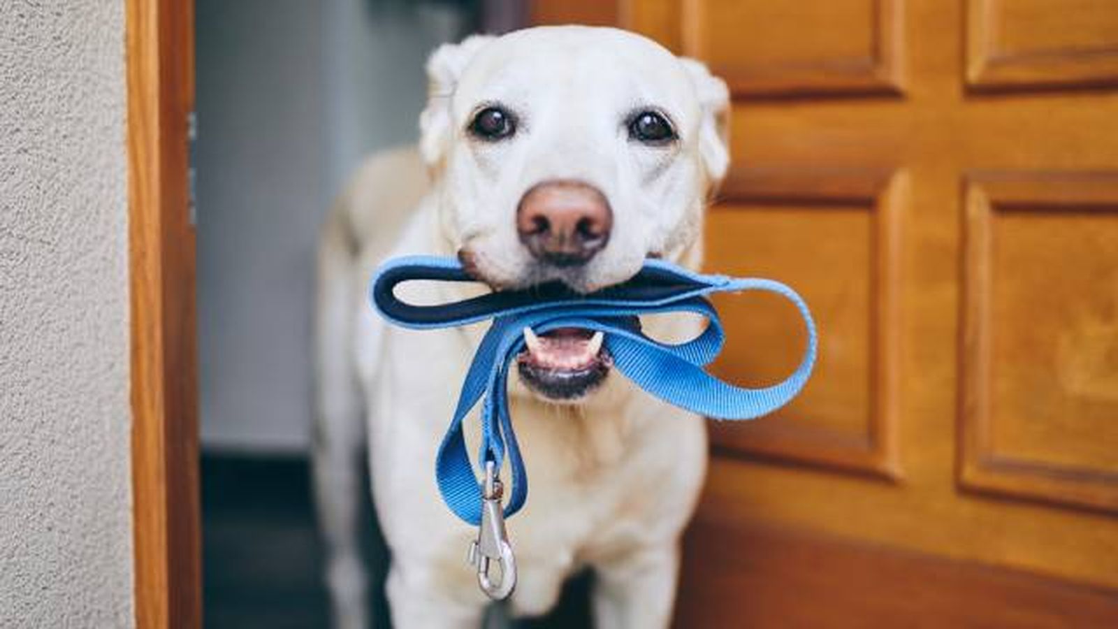 consejos para encontrar alquiler de vivienda que admita mascotas consejos para encontrar alquiler de vivienda que admita mascotas
