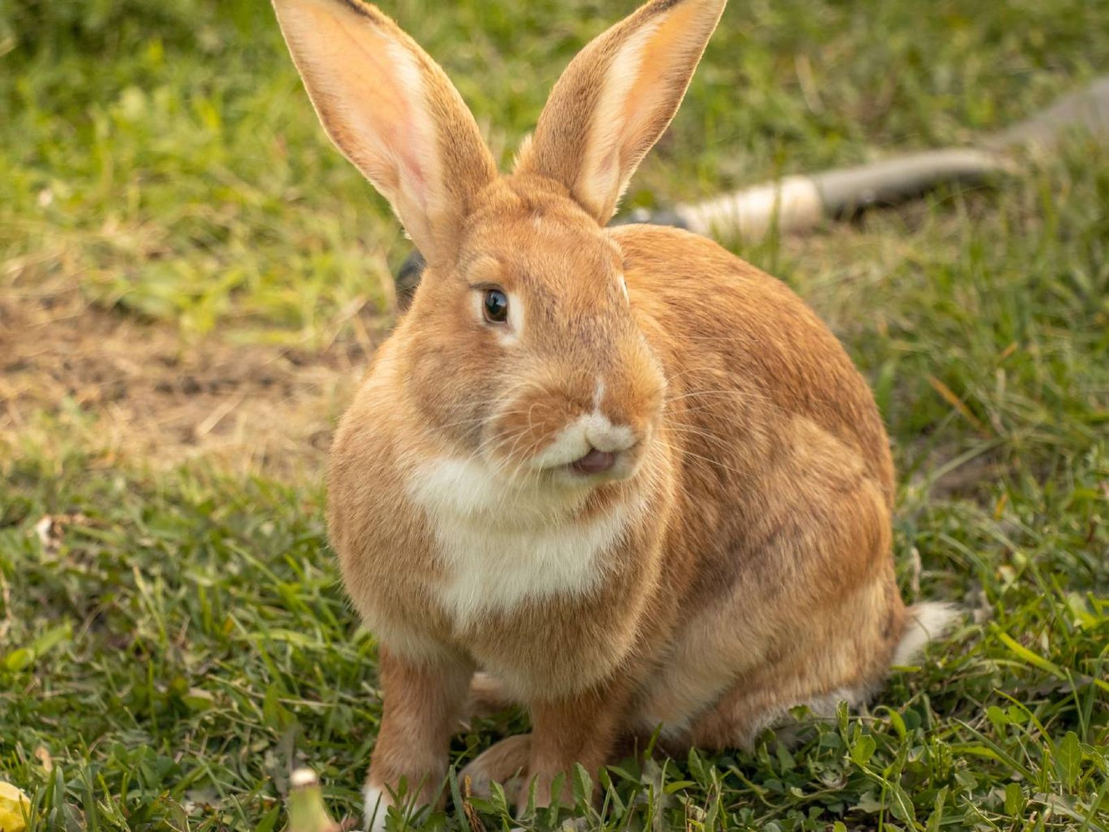El Gigante de Flandes es una de las razas más grandes (7-10 kg). El Gigante de Flandes es una de las razas más grandes (7-10 kg).