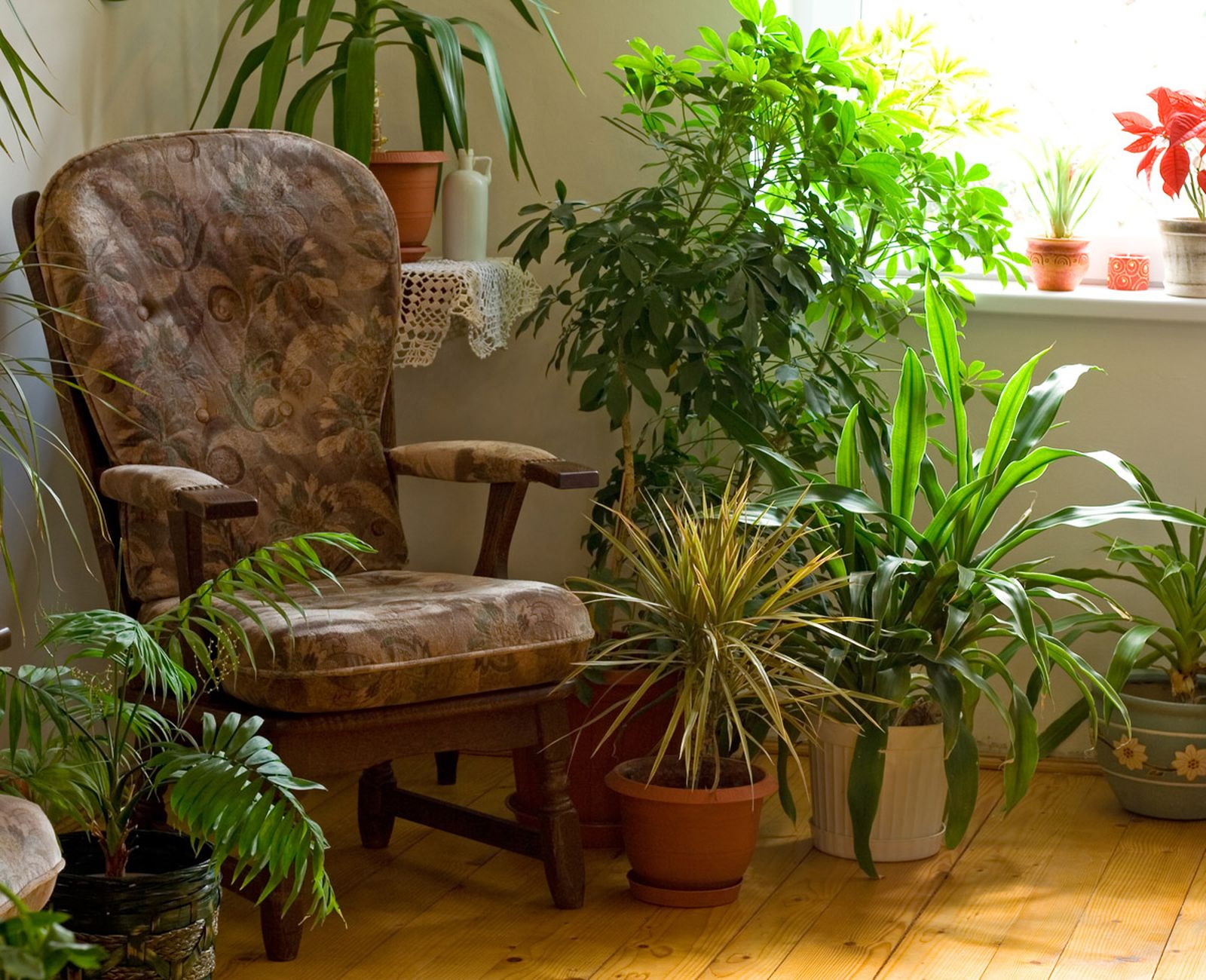 plantas hojas sorprendentes plantas hojas sorprendentes
