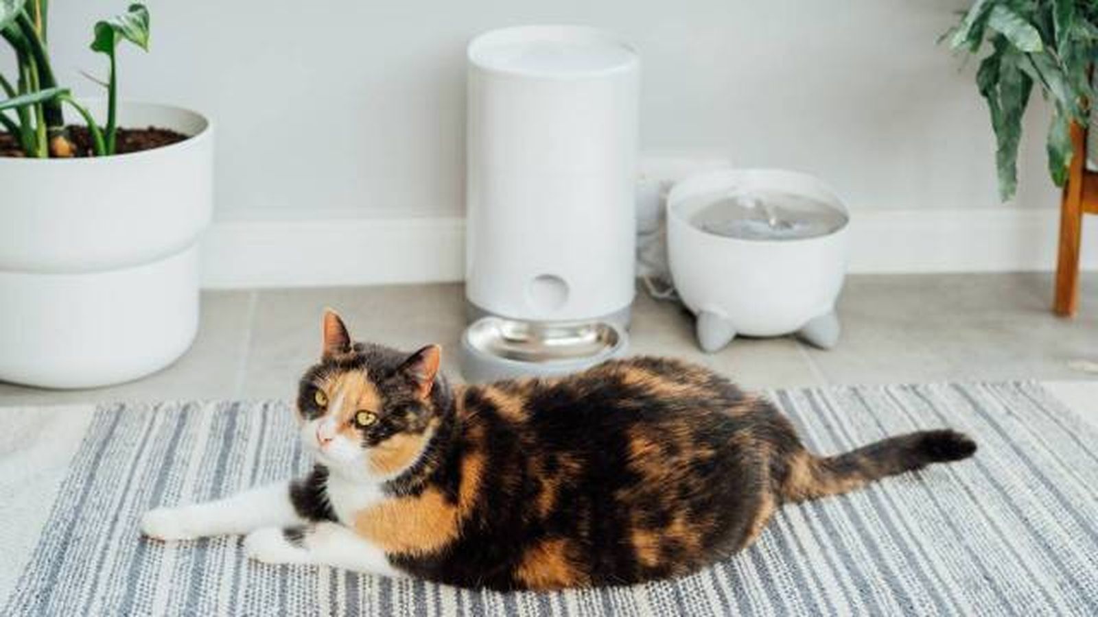comedero bebedero automatico tecnologia inteligente para gatos comedero bebedero automatico tecnologia inteligente para gatos