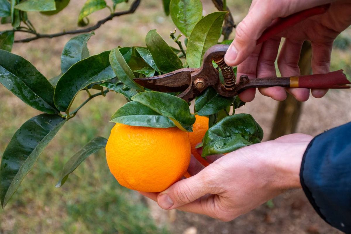 La poda del naranjo es una práctica esencial para asegurar su correcto desarrollo