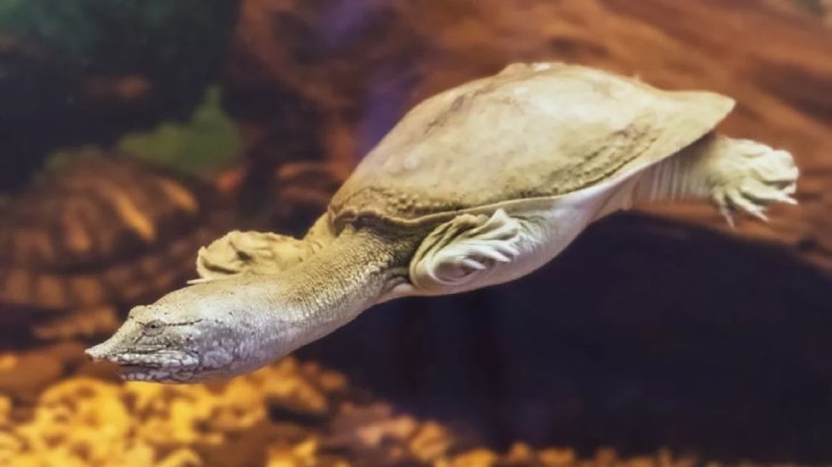 animales mas raros del mundo tortuga caparazon blando