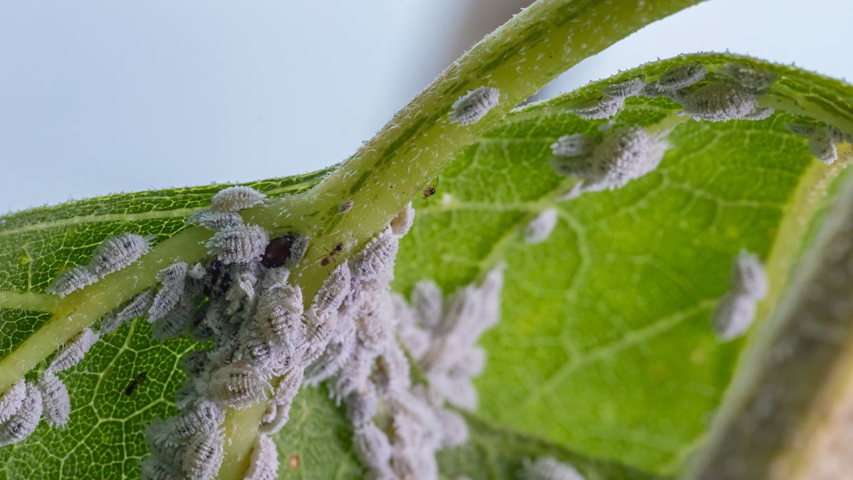 La cochinilla es una plaga que tolera el bien el invierno