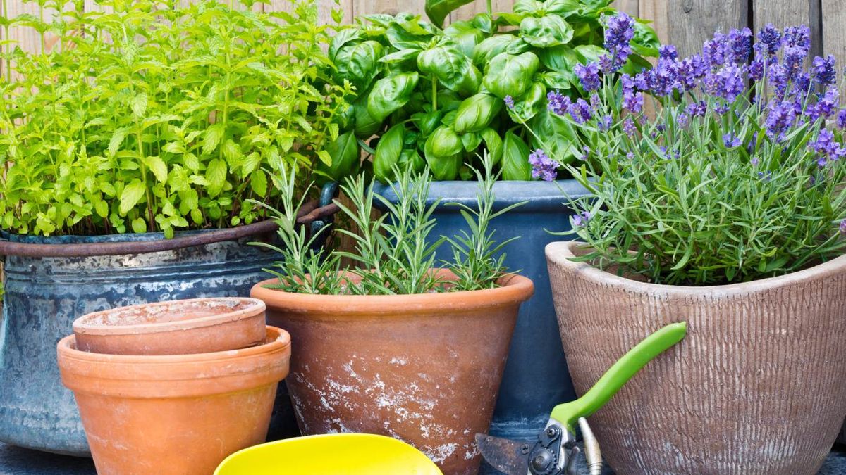 Cultivar aromáticas en macetas.