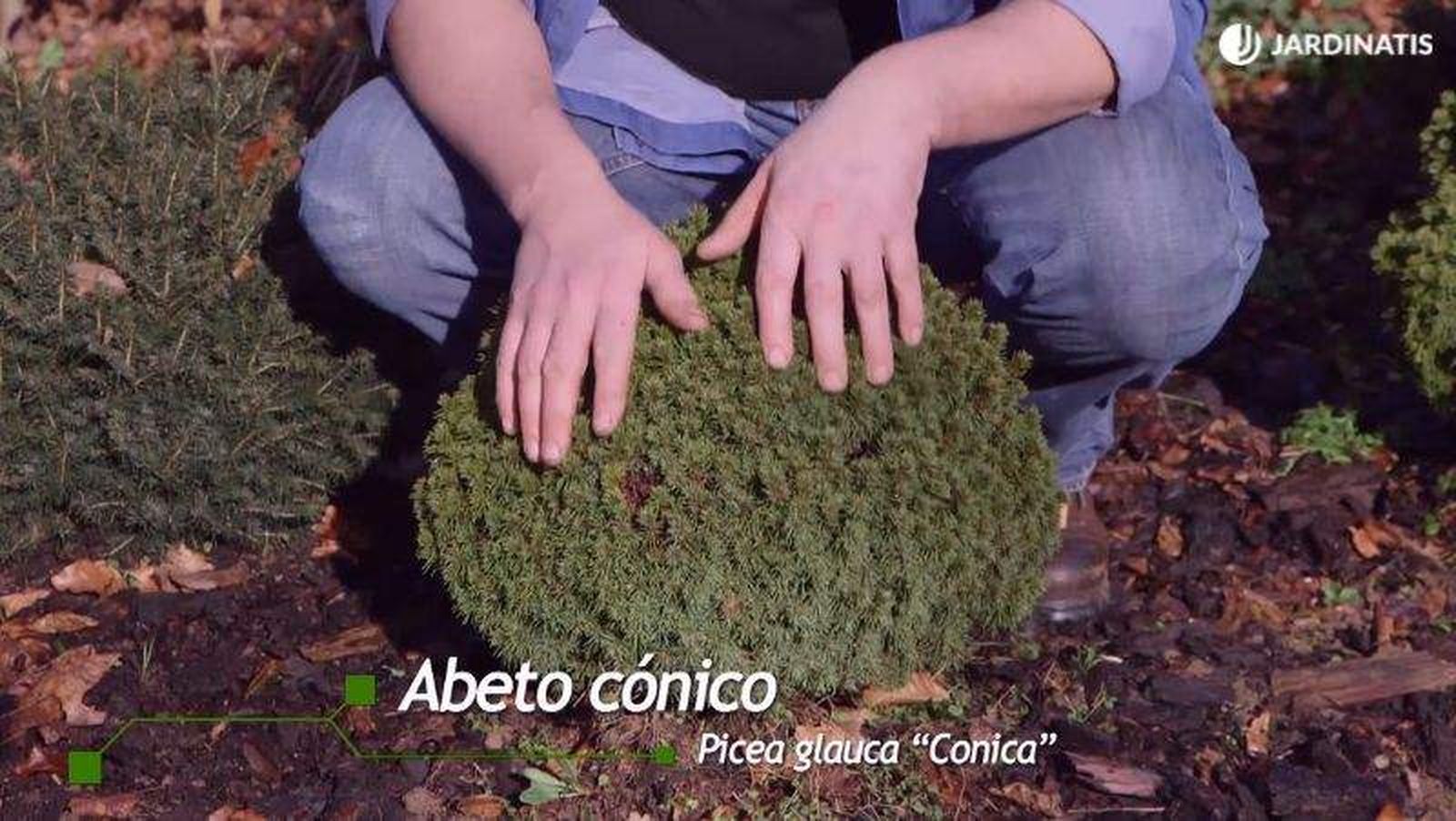 Picea glauca Conica de forma esférica Picea glauca Conica de forma esférica