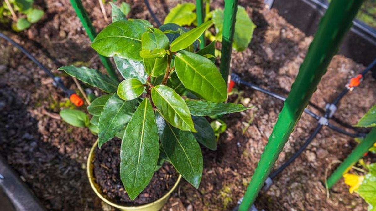 formas prevenir cucarachas4