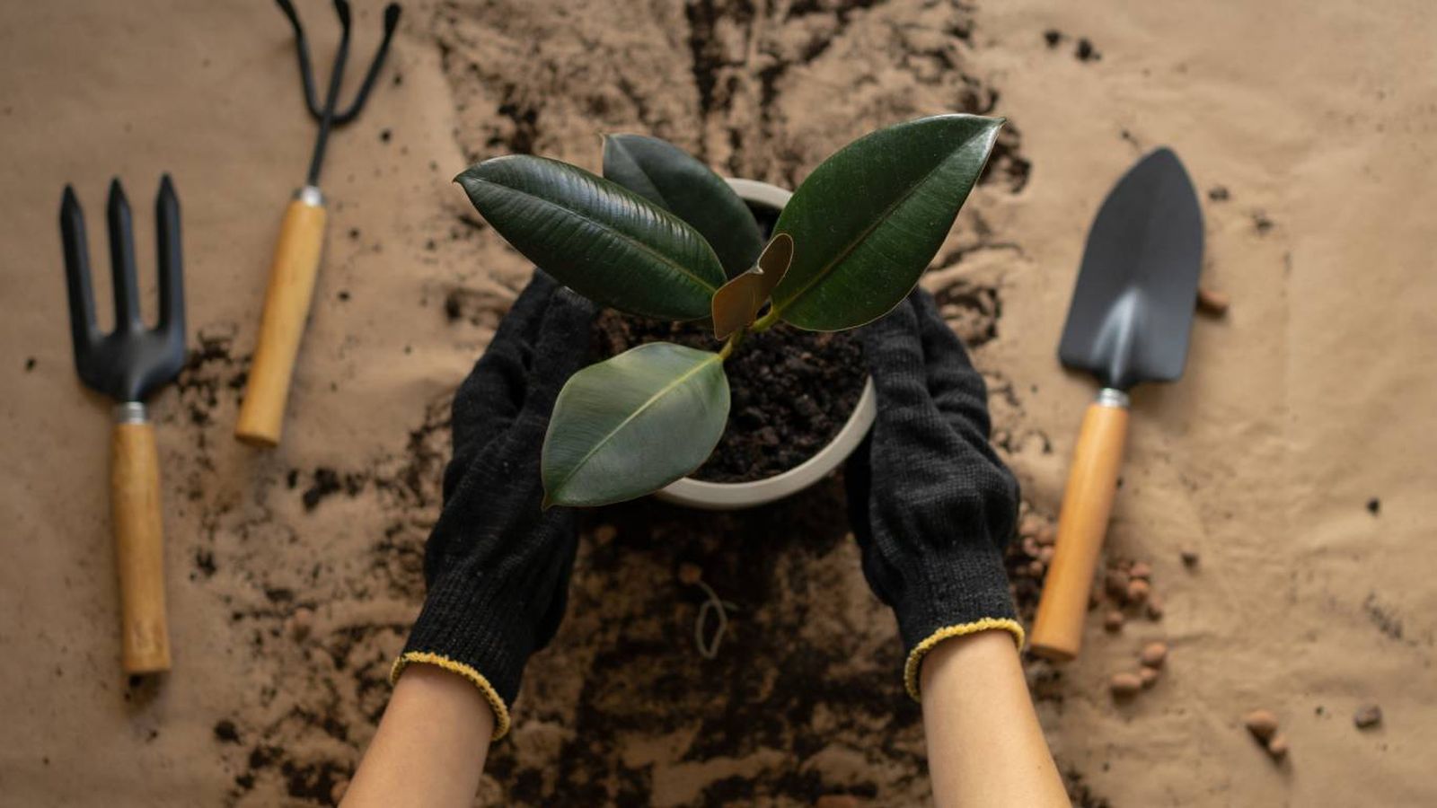 Este consejo ha sido compartido en redes sociales por la experta en plantas Natalia Sáez.