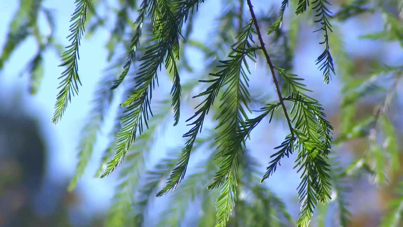 deco 675 taxodium mucronatum hojas deco 675 taxodium mucronatum hojas