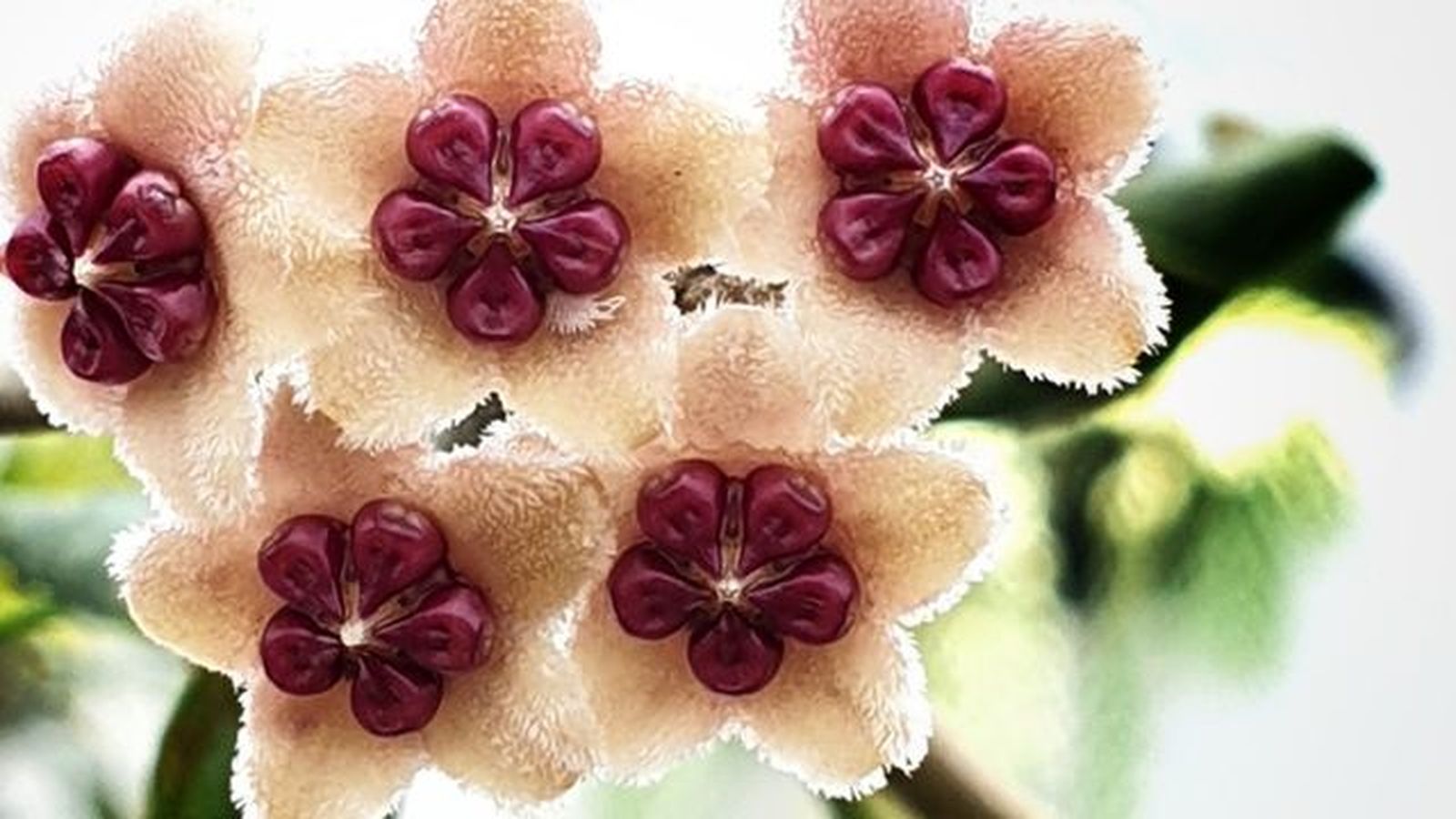 flor hoya kerrii flor hoya kerrii