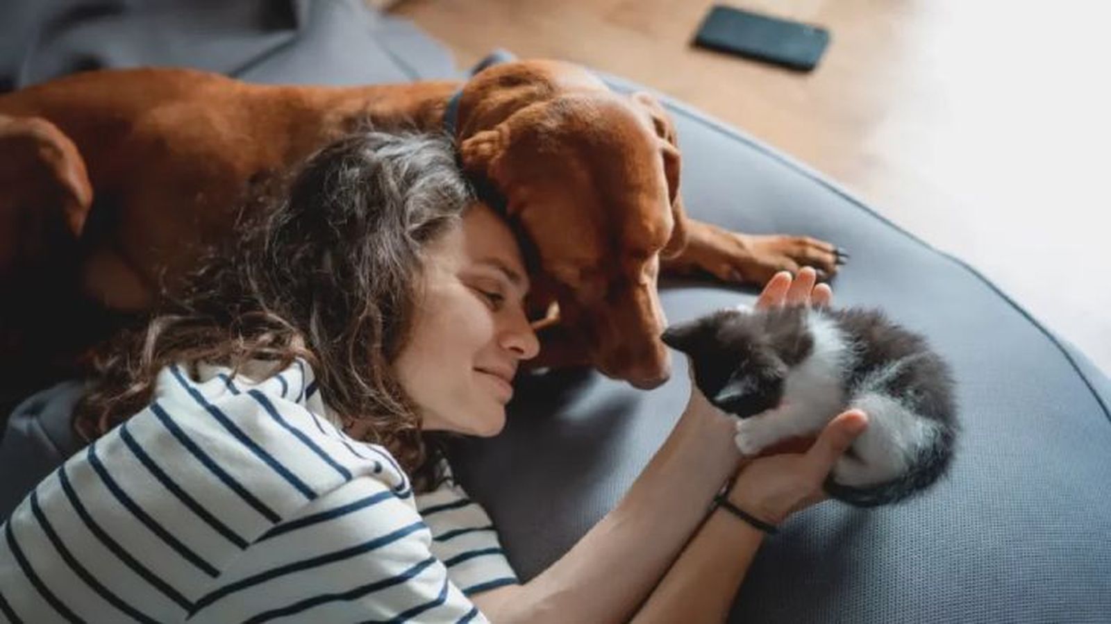 productos pet friendly 2