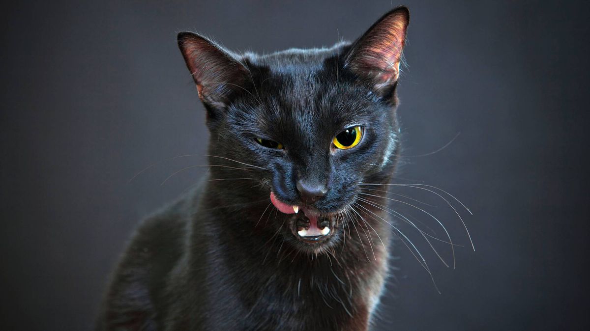 animales simbologia muerte gatonegro