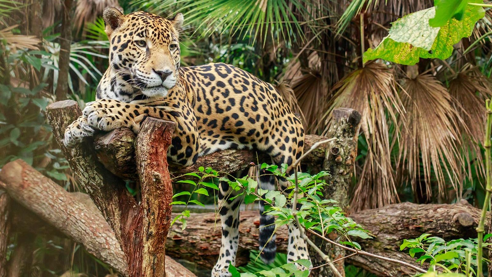 jaguar diferencias leopardo guepardo 3 jaguar diferencias leopardo guepardo 3