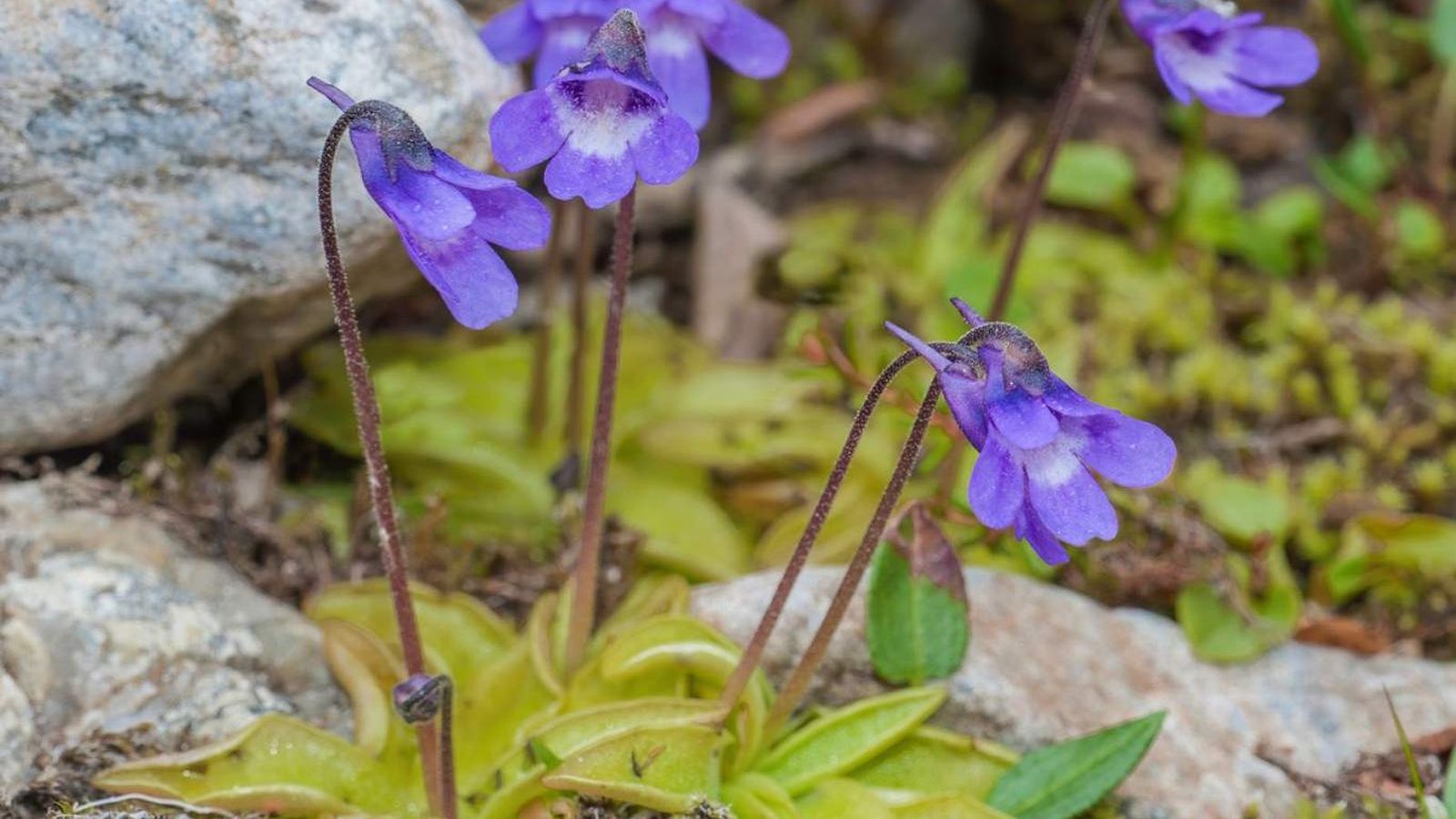 Pinguicula vulgaris.