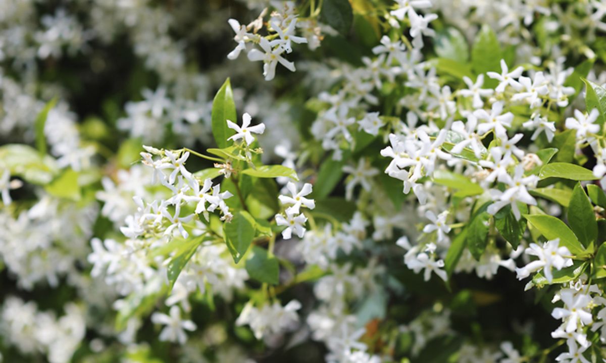 Falso jazmín, solano o patatera, cuidados y características