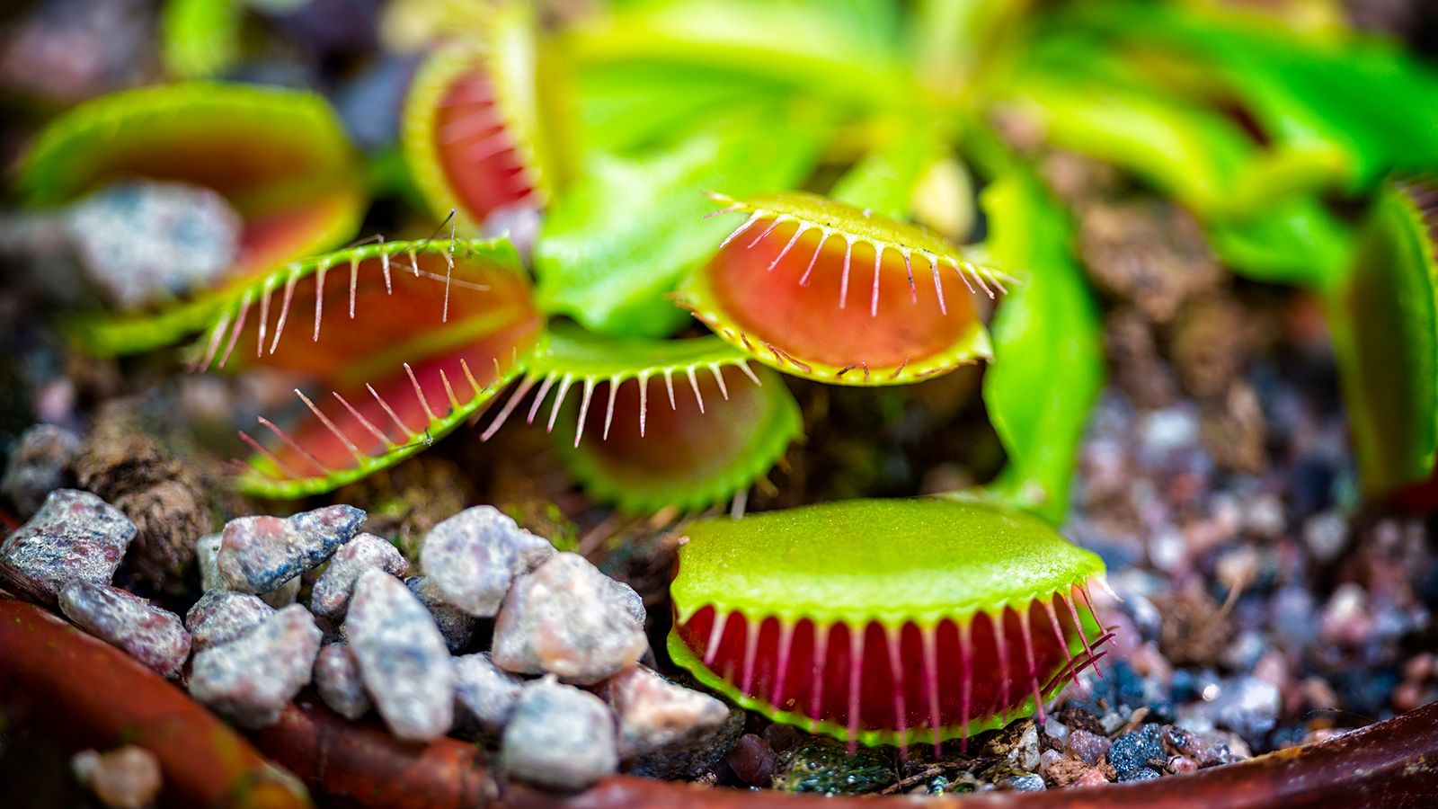 jardin plantas carnivoras invernadero
