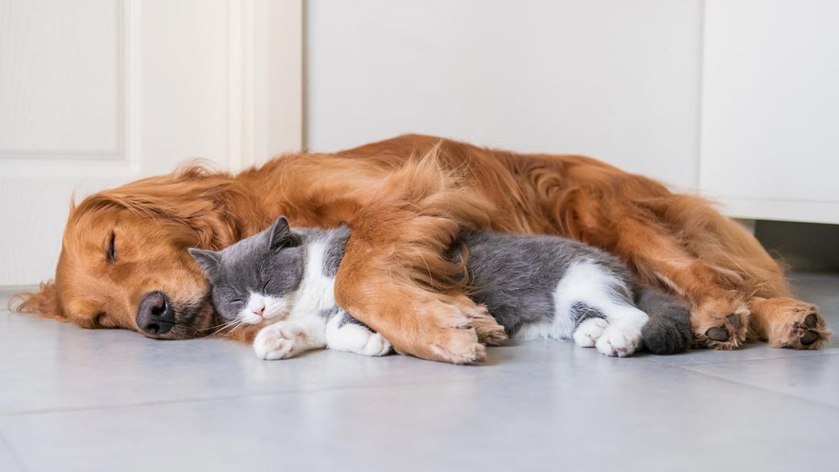 mejores abrazos mundo animal 1