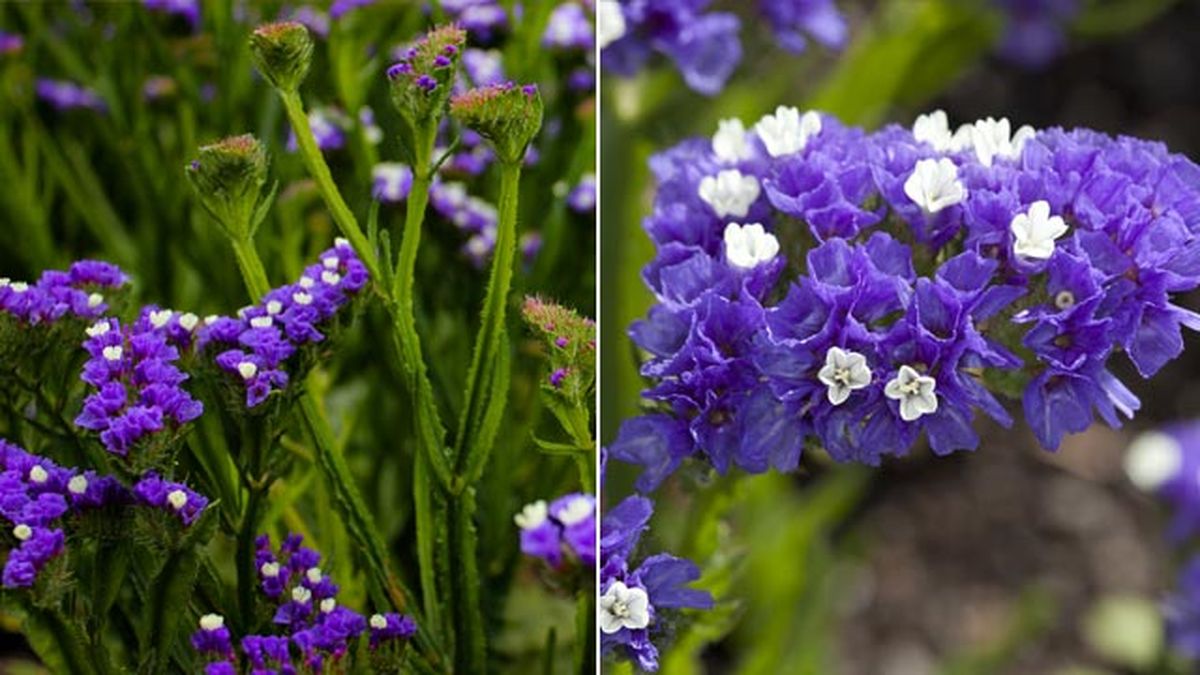 Limonium sinuatum