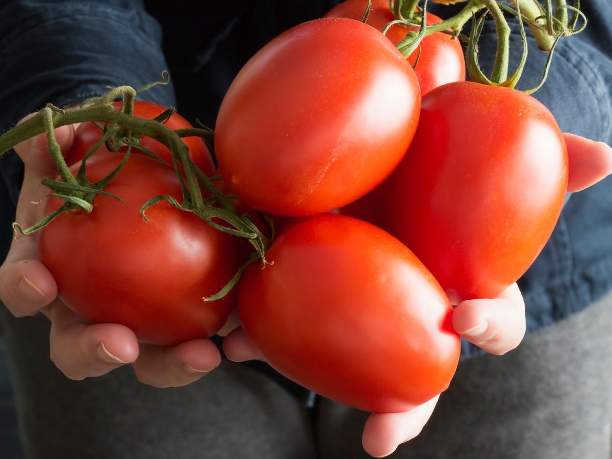 El tomate pera suele utilizarse en gazpachos y salmorejos por su pulpa densa y su menor cantidad de agua