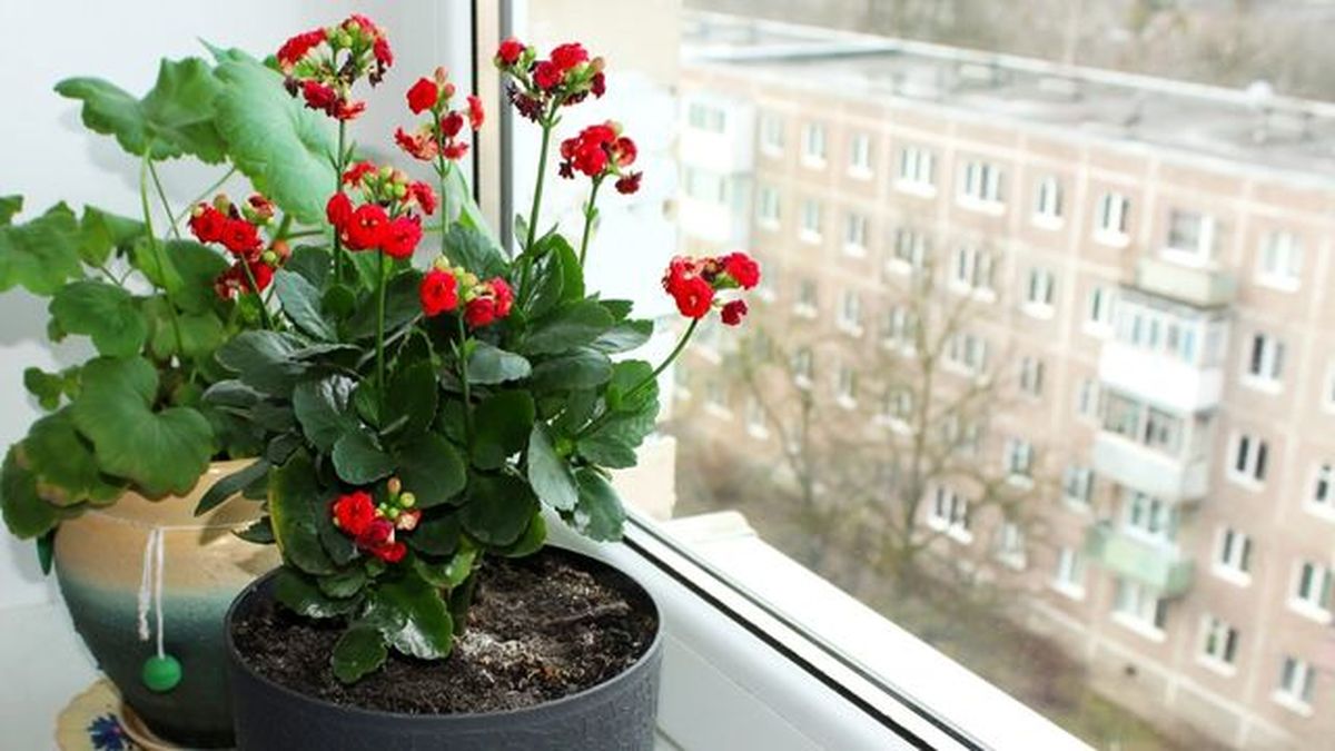 geranios dentro de casa invierno