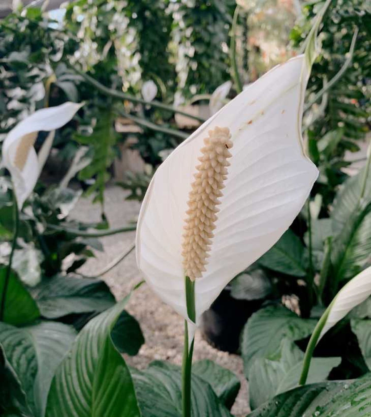 espatifilo gigante spathiphyllum sensation puntas flor blanca