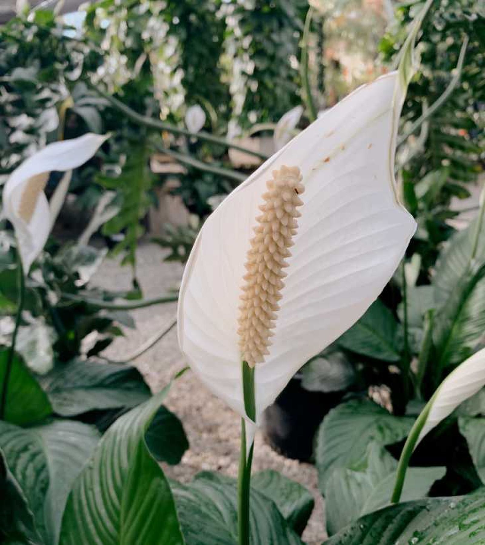espatifilo gigante spathiphyllum sensation puntas flor blanca espatifilo gigante spathiphyllum sensation puntas flor blanca