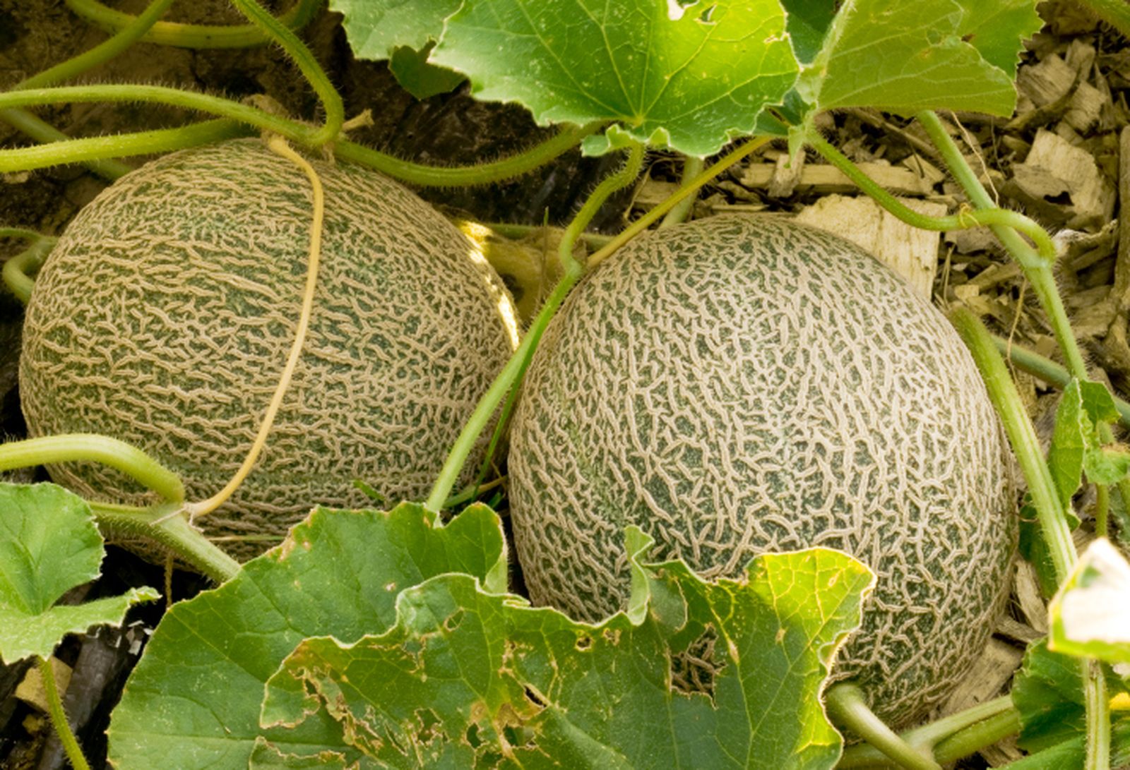 ROJA008_Plantar melones en el huerto ROJA008_Plantar melones en el huerto