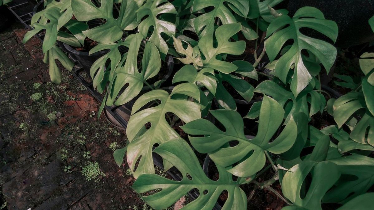 Rhaphidophora tetrasperma en exterior