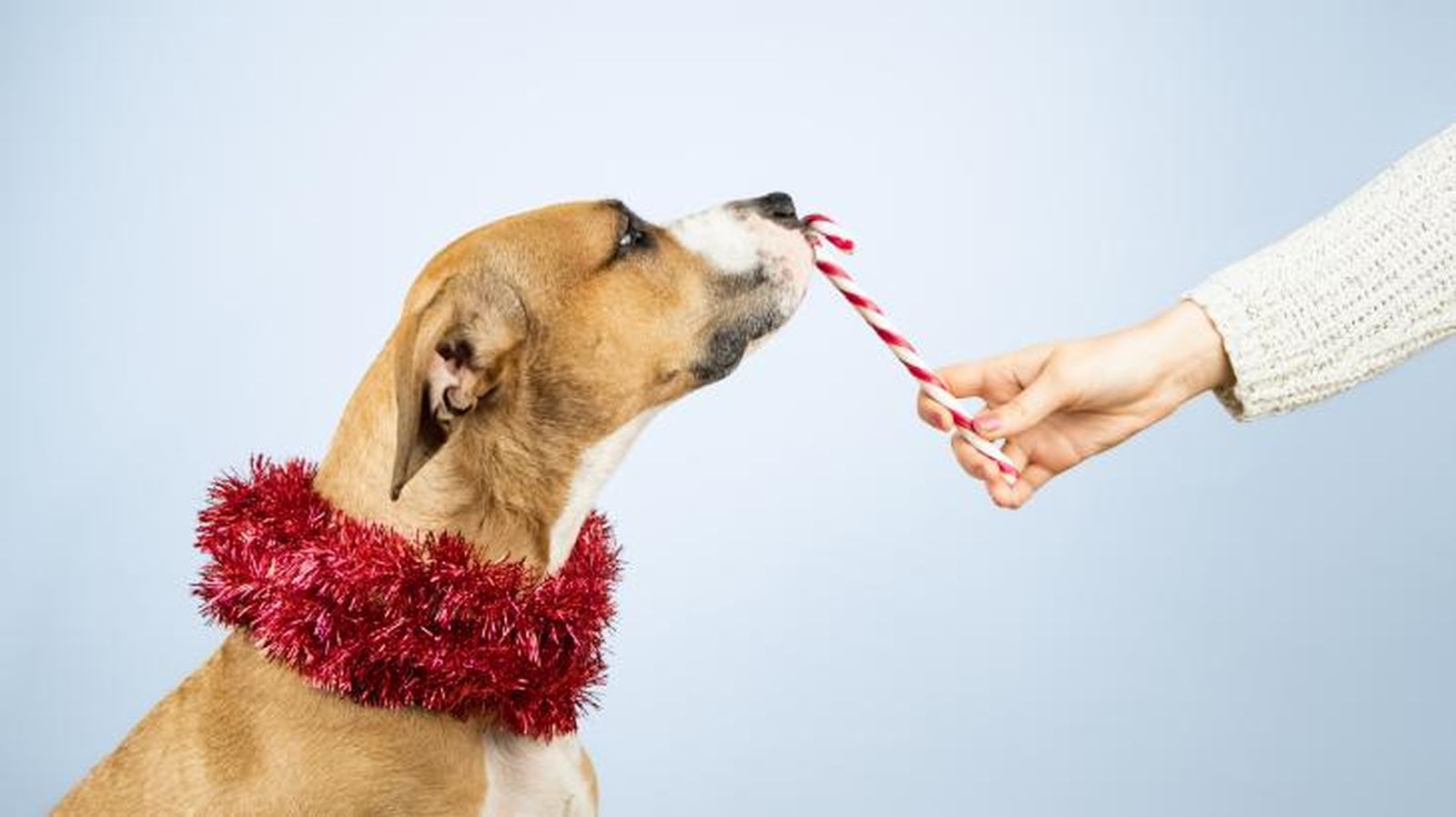 Es importante tener mucho cuidado con los dulces navideños. Es importante tener mucho cuidado con los dulces navideños.