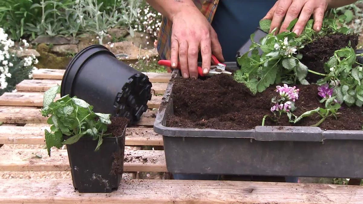 deco 740 como multiplicar planta lamium