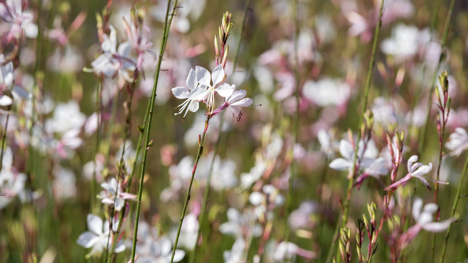 gaura lindheimeri planta gaura lindheimeri planta