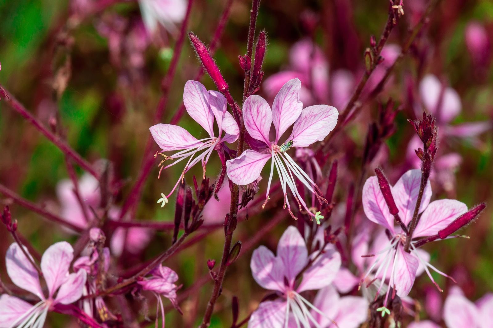 Características y reproducción de la gaura lindheimeri