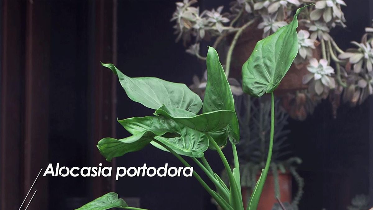 brico 1008 alocasias portodora