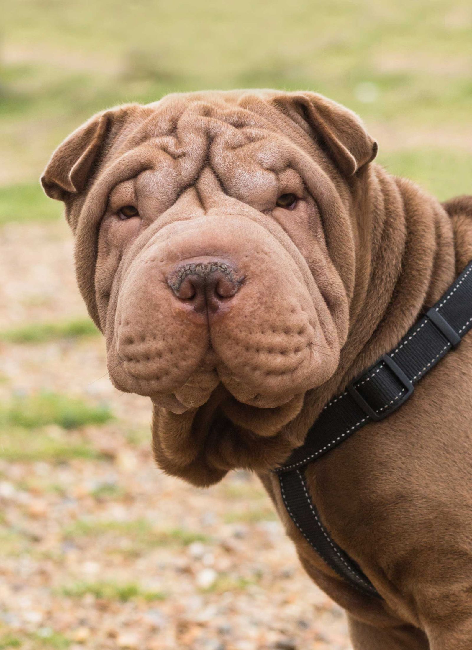 Shar pei perro 3 Shar pei perro 3