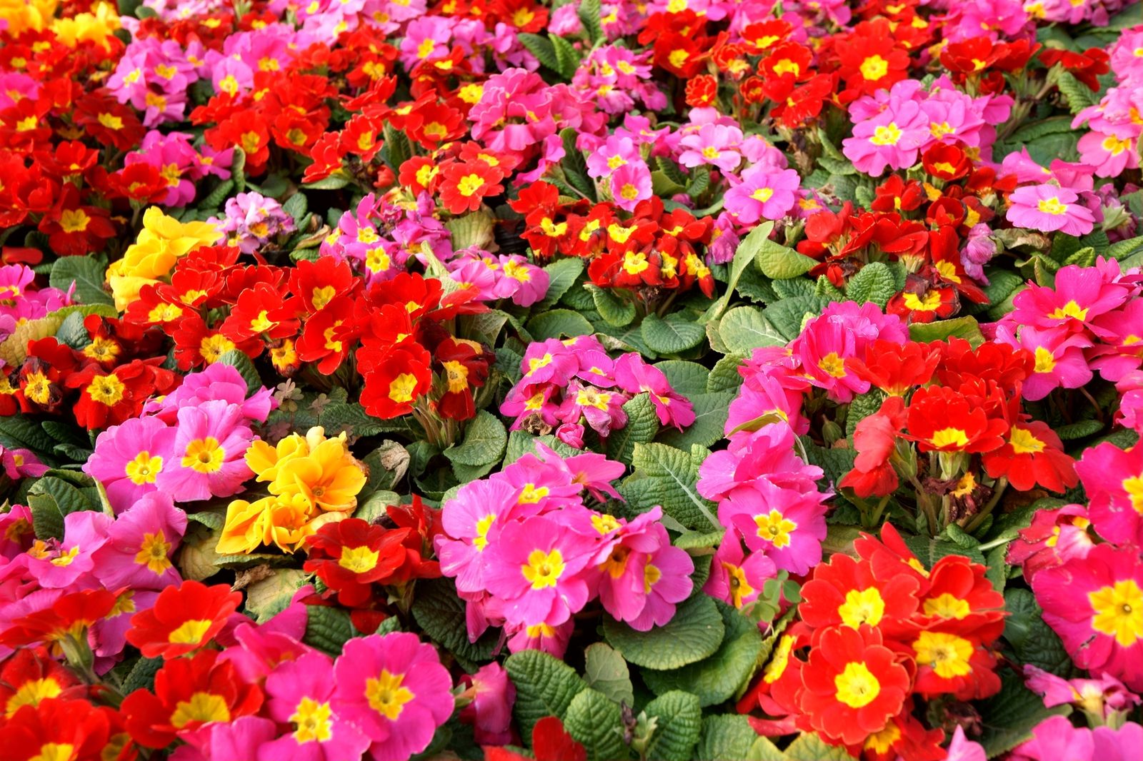 primula acaulis primula acaulis
