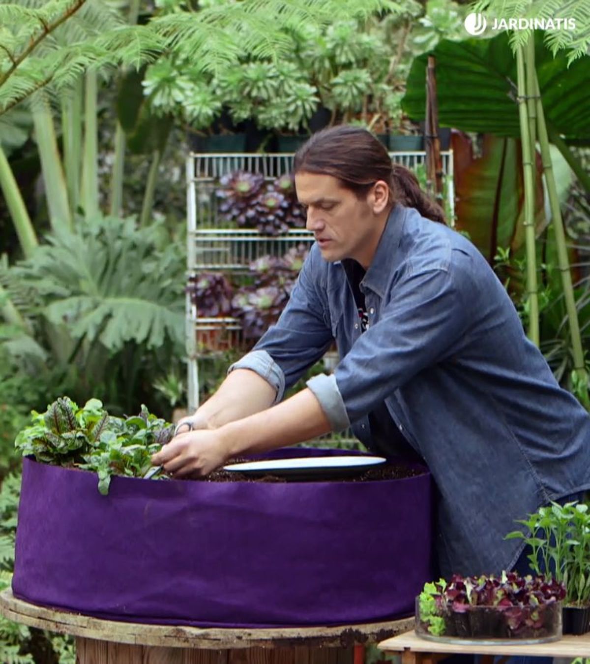 La rúcula puede sembrarse directamente en el suelo o en macetas.