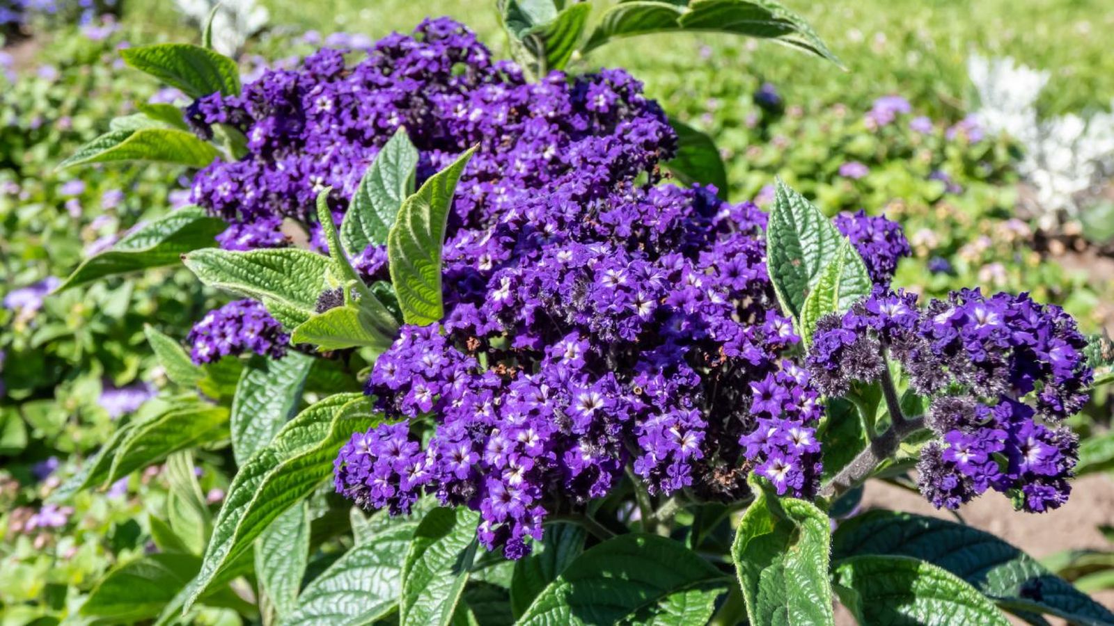 Heliotropium arborescens.